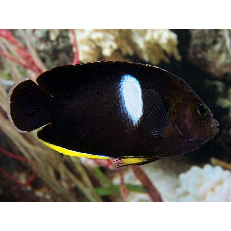 Centropyge tibicine Keyhole angelfish - imagine 3
